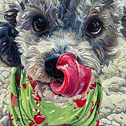 Sophie Grace is registered to the contest to win money with this photo: dog, tongue, curly_fur, close_up, green_shirt, red_pattern, pet, animal, cute, playful, portrait, fur, face, nose, expression, muzzle, small_dog, whimsical, colorful, texture