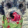 dog, tongue, curly_fur, close_up, green_shirt, red_pattern, pet, animal, cute, playful, portrait, fur, face, nose, expression, muzzle, small_dog, whimsical, colorful, texture