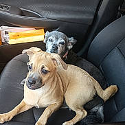 Mocha is registered to the contest to win money with this photo: animal, canine, car_interior, car_seat, companion, cute, dog, door, ears, fur, gray_dog, indoor, paws, pet, relaxed, seat, snuggling, tan_dog, two_dogs, window