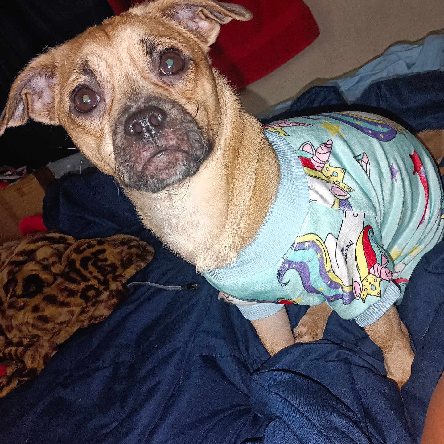 Mocha joined the competition — help win amazing prizes! animal, bed, blanket, canine, clothing, colorful, cozy, cute, dog, ears, eyes, face, fur, indoor, looking, pet, puppy, snout, sweater, unicorn