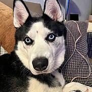 Chanel participe au concours pour gagner de l'argent avec cette photo : animal, black_and_white, blanket, blue_eyes, canine, close_up, cozy, dog, ears, face, fur, husky, indoor, lamp, nose, pet, pillow, portrait, relaxed, whiskers