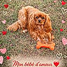 affection, animal, bone, brown, caption, cute, digital_overlay, dog, fur, grass, heart, love, lying, orange, outdoor, pet, pink, portrait, red, toy