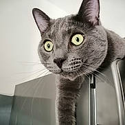 Baghera participe au concours pour gagner de l'argent avec cette photo : animal, cat, close_up, curious, domestic_cat, ears, face, feline, fur, gray_cat, green_eyes, indoor, looking, metal_surface, paws, pet, portrait, soft_light, stretching, whiskers