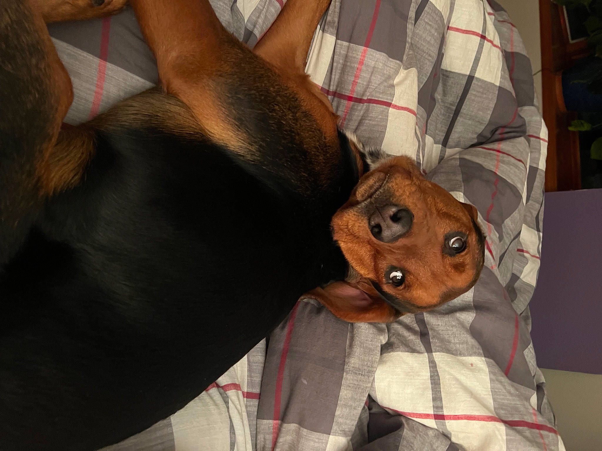 Captain is registered to the contest to win money with this photo: canidae, carnivore, chest, companion_dog, dog, dog_breed, ear, elbow, fashion_accessory, fawn, fun, fur, guard_dog, human_leg, leash, sporting_group, tartan, thigh, whiskers, working_animal