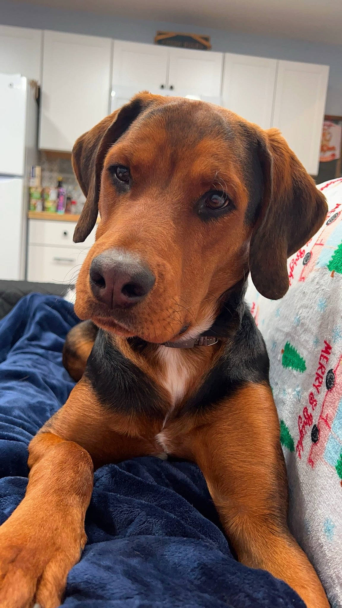 Captain is registered to the contest to win money with this photo: canidae, carnivore, collar, companion_dog, dog, dog_breed, dog_collar, dog_supply, ear, fawn, fur, hound, liver, pet_supply, scent_hound, snout, sporting_group, whiskers, working_animal, working_dog