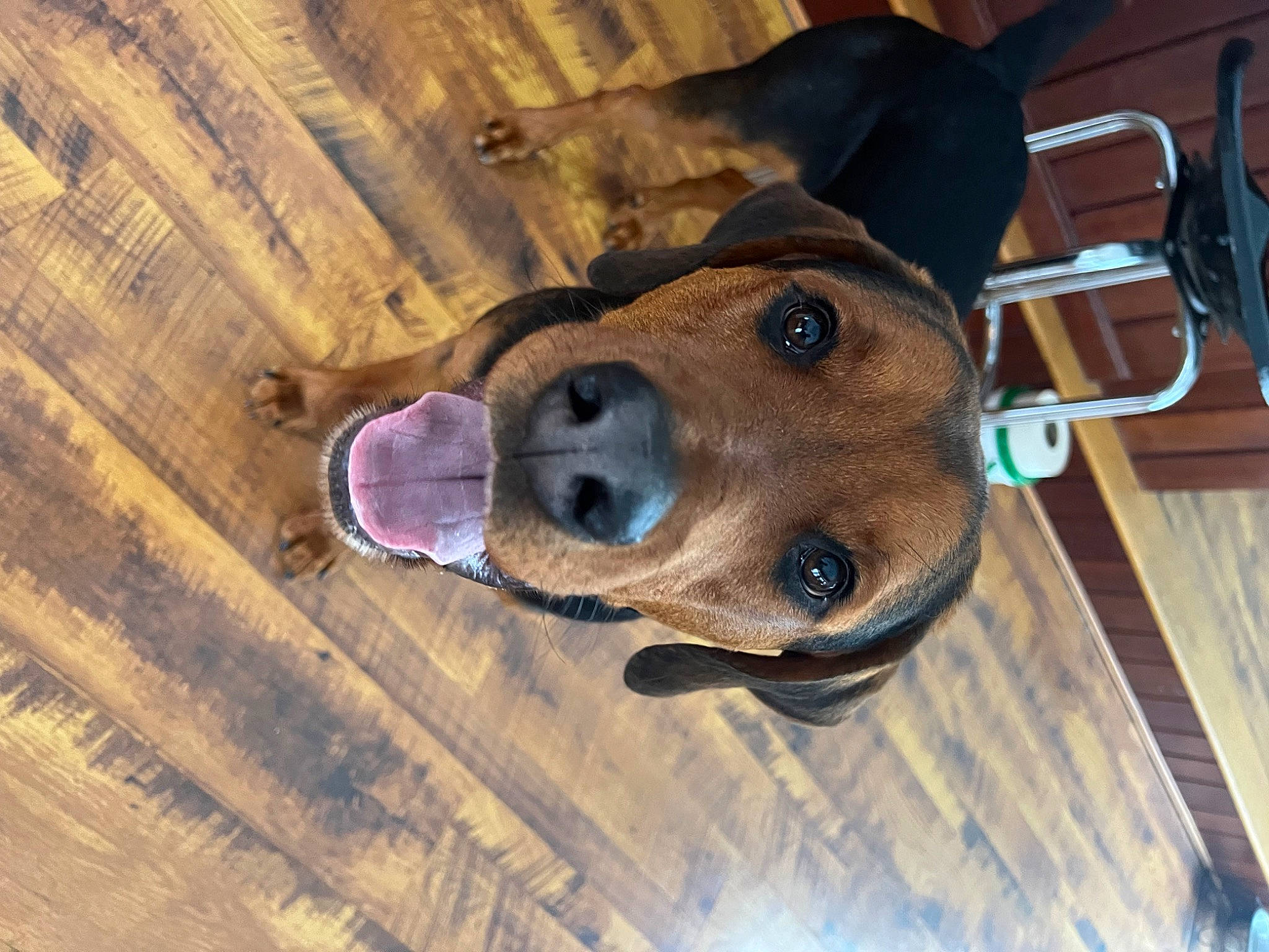 Captain is registered to the contest to win money with this photo: carnivore, collar, companion_dog, dog, dog_breed, dog_collar, fawn, hardwood, hat, liver, pet_supply, plank, selfie, smile, snout, sporting_group, whiskers, wood, wood_stain, working_animal