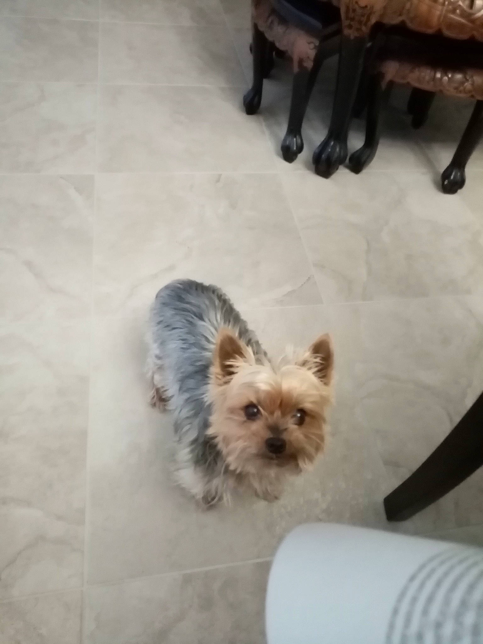 Kaline participe au concours pour gagner de l'argent avec cette photo : carnivore, companion_dog, dog, dog_breed, dog_supply, fawn, flooring, fur, hardwood, mammal, small_terrier, snout, terrestrial_animal, terrier, toy_dog, vertebrate, whiskers, wood, working_animal, yorkipoo