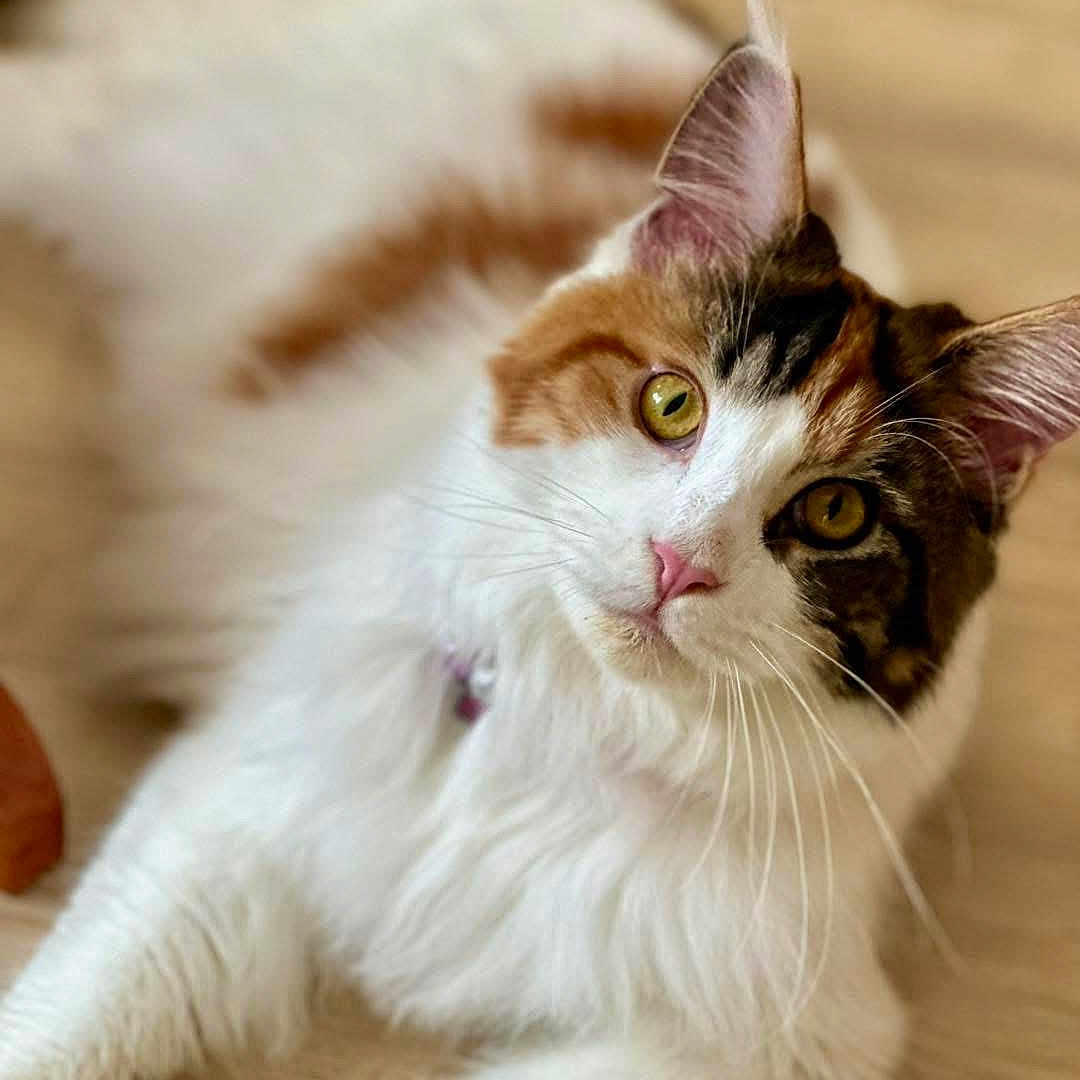 Pearl joined the competition — help win amazing prizes! abyssinian, angora, animal, cat, hardwood, kitten, manx, pet, snout, stainedwood, wood