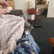 Snow is registered to the contest to win money with this photo: cat, gray_cat, blanket, throw, couch, hand, living_room, mirror, nightstand, lamp, bed, unmade_bed, carpet, cozy, stare, pet, indoor, furniture, pillow, blanket_texture