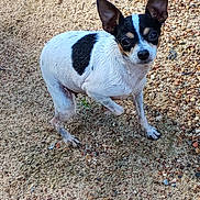 Dog Baby joined the competition — help win amazing prizes! dog, small_dog, wet_fur, black_and_white, large_ears, outdoor, gravel, ground, curious, pet, animal, paw, standing, looking_up, close_up, daylight, nature, mammal, companion, cute