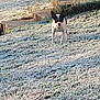 Dog Baby joined the competition — help win amazing prizes! dog, small_dog, outdoor, grass, frost, steps, morning_light, nature, alert, animal, pet, black_and_white, canine, walking, ground, sunlight, field, grassland, cold, winter