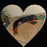 Aiko a rejoint le concours — aidez-le/la à gagner de superbes lots ! animal, black_and_tan, cozy, cushion, cute, dog, dog_toys, floor, heart_shape, home, indoor, pet, plant, puppy, relaxing, resting, sleeping, tile_floor, toy, young_dog