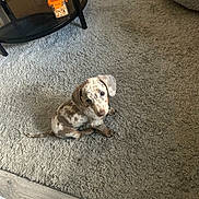 Woody is registered to the contest to win money with this photo: puppy, dog, carpet, floor, indoor, pet, animal, cute, spotted, small, brown, beige, furniture, table, container, dog_bed, looking_up, curious, home, cozy