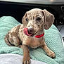 puppy, dog, red_collar, tongue_out, blanket, car_interior, cute, pet, young_dog, spotted_coat, sitting, animal, close_up, paw, furry, domestic_animal, companion, adorable, playful, resting