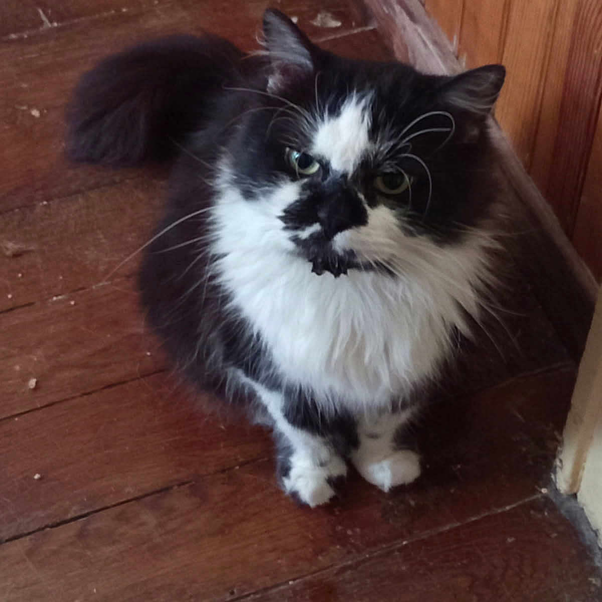 Cheryl participe au concours pour gagner de l'argent avec cette photo : cat, black_and_white, fluffy, pet, indoor, wood_floor, wood_paneling, sitting, curious, green_eyes, whiskers, tail, feline, domestic_animal, cute, fur, animal, portrait, looking_up, quiet