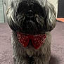 dog, pet, bow_tie, red_bow, furry, grey_fur, sitting, portrait, indoors, blanket, paws, cute, whiskers, closeup, domestic_animal, companion, carpet, front_view, groomed, accessory