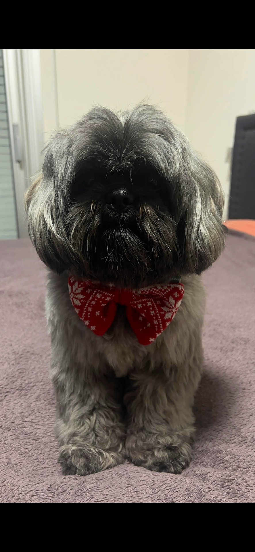 Socrate participe au concours pour gagner de l'argent avec cette photo : dog, pet, bow_tie, red_bow, furry, grey_fur, sitting, portrait, indoors, blanket, paws, cute, whiskers, closeup, domestic_animal, companion, carpet, front_view, groomed, accessory