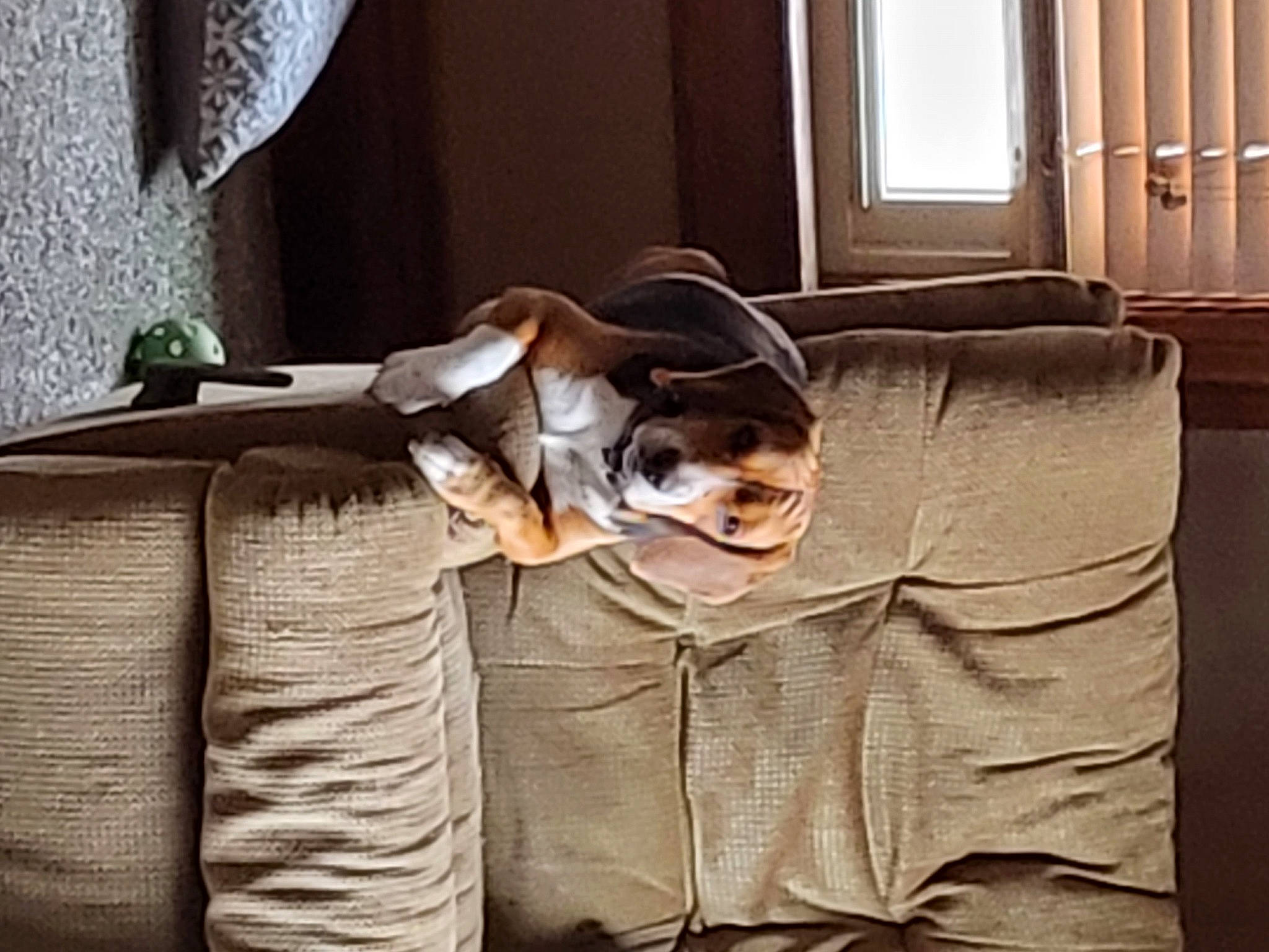 David joined the competition — help win amazing prizes! brown, carnivore, comfort, companion_dog, couch, curtain, dog, dog_breed, fawn, floor, flooring, grey, hardwood, interior_design, linens, living_room, pet_supply, window, wood, working_animal