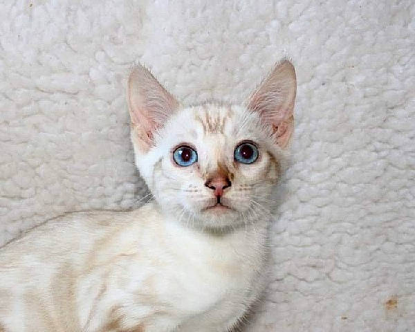 Chanel participe au concours pour gagner de l'argent avec cette photo : aegean_cat, american_wirehair, arabian_mau, asian, australian_mist, burmilla, carnivore, cat, devon_rex, domestic_short_haired_cat, eye, felidae, german_rex, javanese, kitten, mammal, ojos_azules, small_to_medium_sized_cats, vertebrate, whiskers