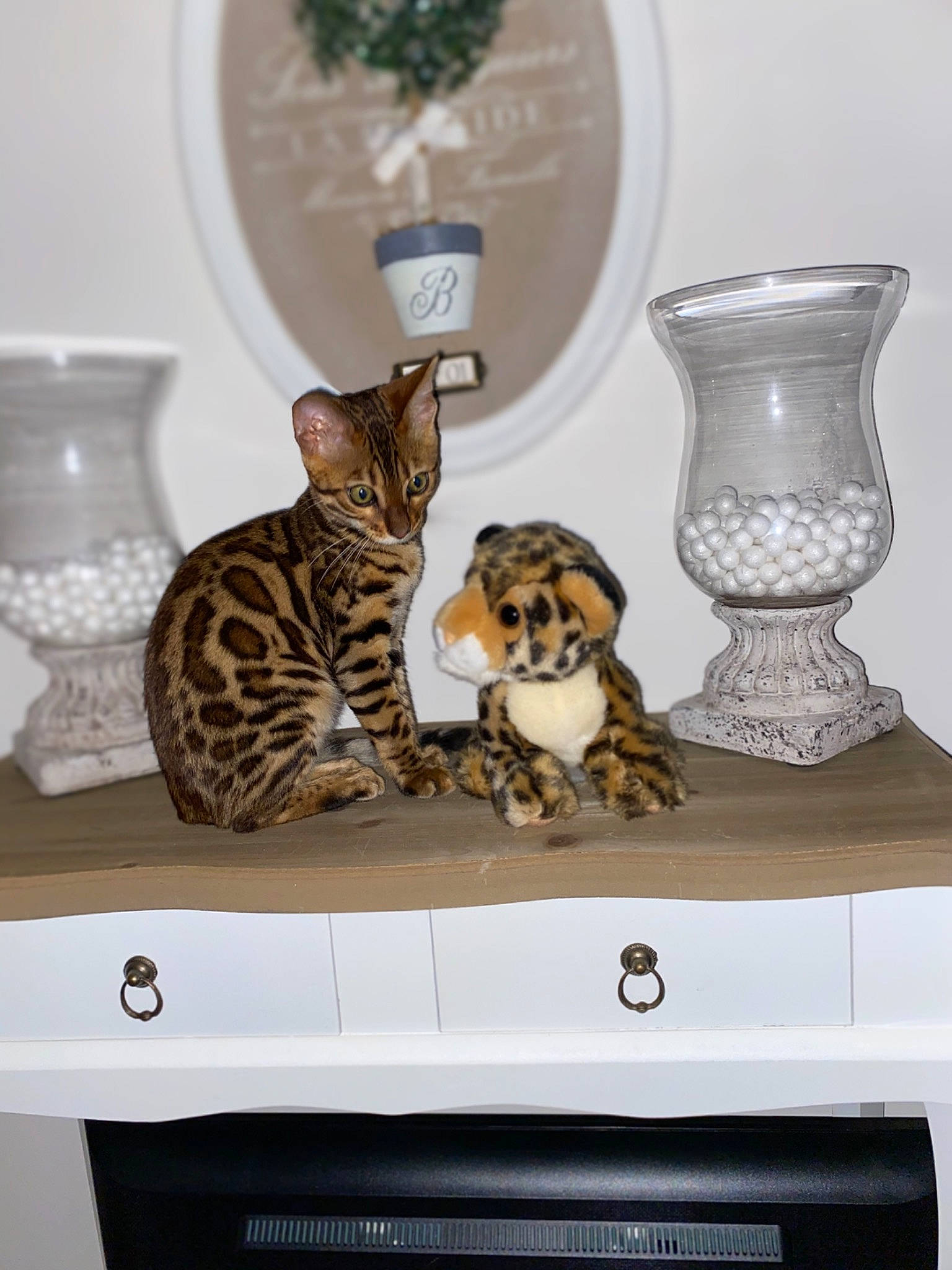 Ramses participe au concours pour gagner de l'argent avec cette photo : bengal, carnivore, cat, felidae, furniture, interior_design, kitten, ocicat, room, small_to_medium_sized_cats, table, whiskers
