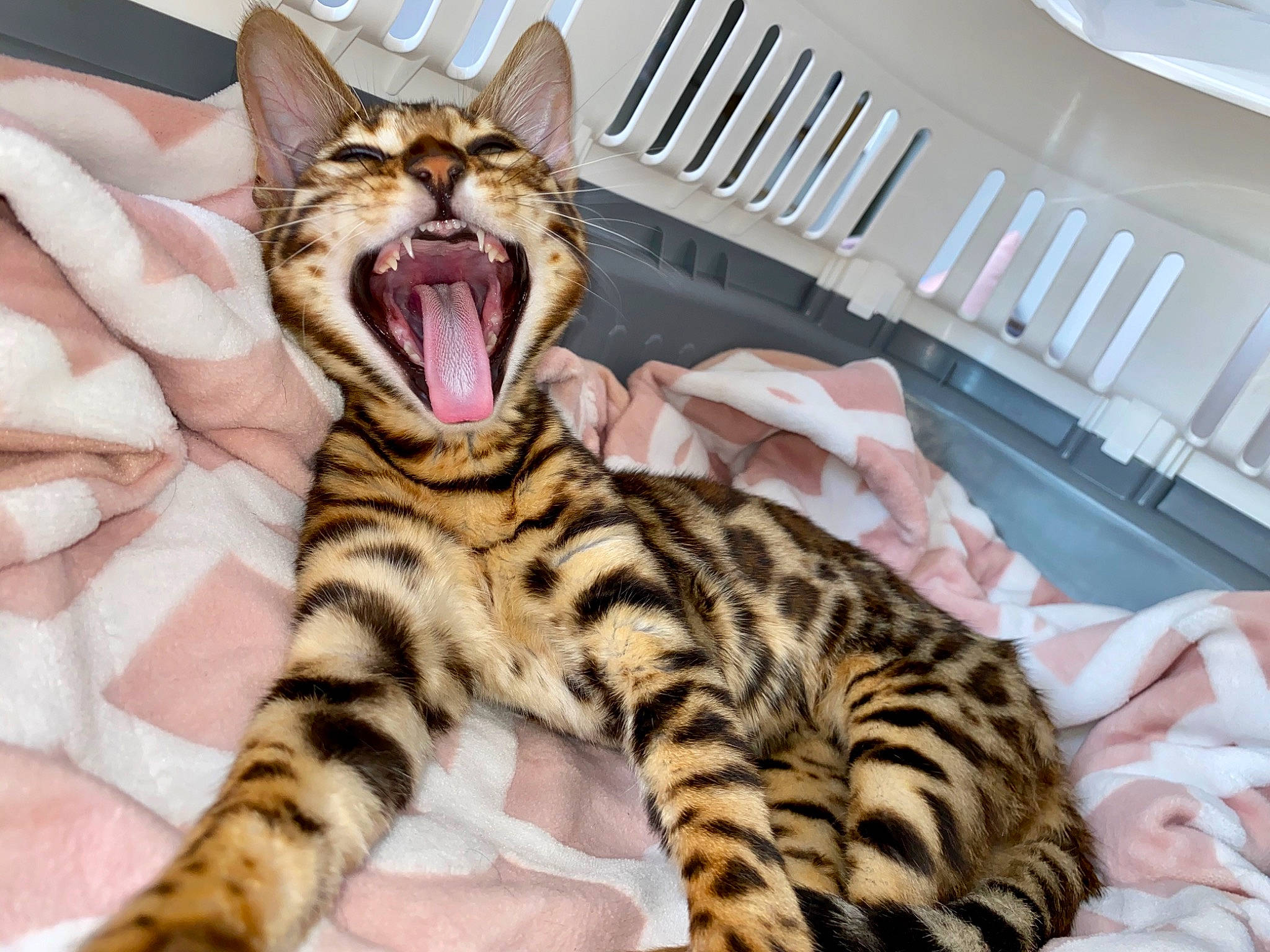Ramses a rejoint le concours — aidez-le/la à gagner de superbes lots ! american_shorthair, asian, bengal, bengal_tiger, california_spangled, carnivore, cat, dragon_li, european_shorthair, facial_expression, felidae, kitten, mammal, ocicat, small_to_medium_sized_cats, sokoke, tabby_cat, toyger, vertebrate, whiskers
