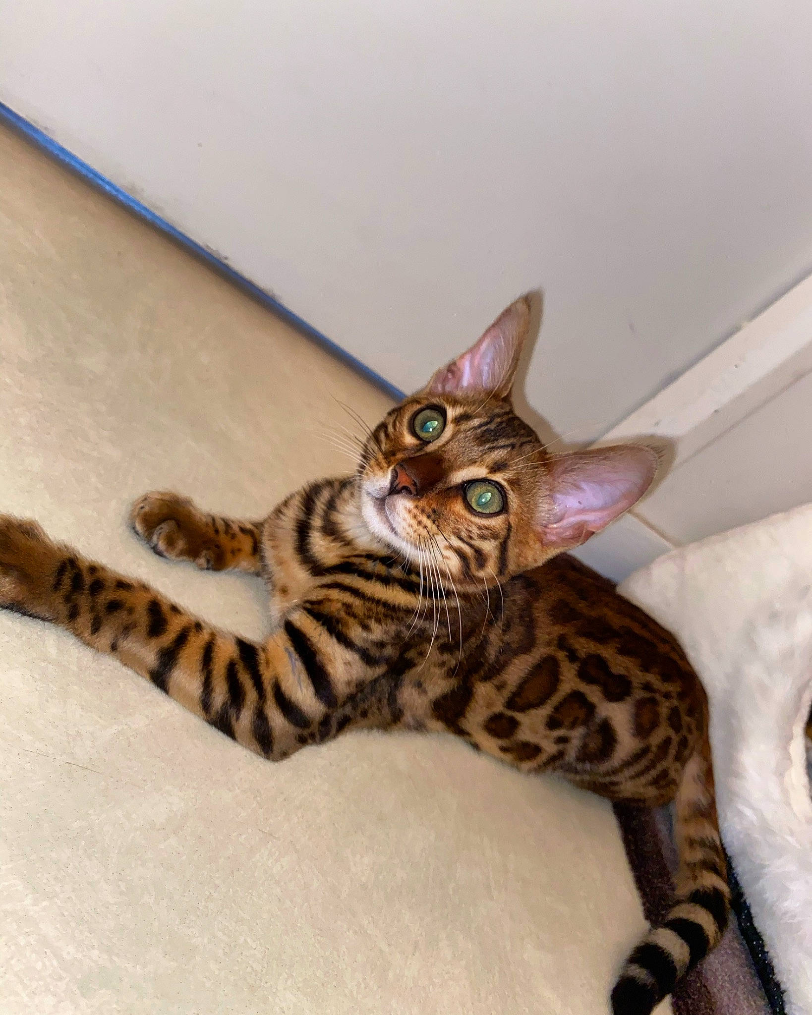 Ramses a rejoint le concours — aidez-le/la à gagner de superbes lots ! asian, bengal, california_spangled, carnivore, cat, domestic_short_haired_cat, dragon_li, egyptian_mau, european_shorthair, felidae, kitten, mammal, ocicat, savannah, small_to_medium_sized_cats, sokoke, tabby_cat, toyger, vertebrate, whiskers