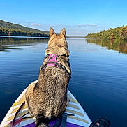 Sable joined the competition — help win amazing prizes! dog, paddleboard, lake, water, forest, trees, nature, outdoor, calm, reflection, sky, harness, animal, scenic, blue_sky, peaceful, summer, adventure, pet, vacation