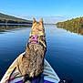 dog, paddleboard, lake, water, forest, trees, nature, outdoor, calm, reflection, sky, harness, animal, scenic, blue_sky, peaceful, summer, adventure, pet, vacation