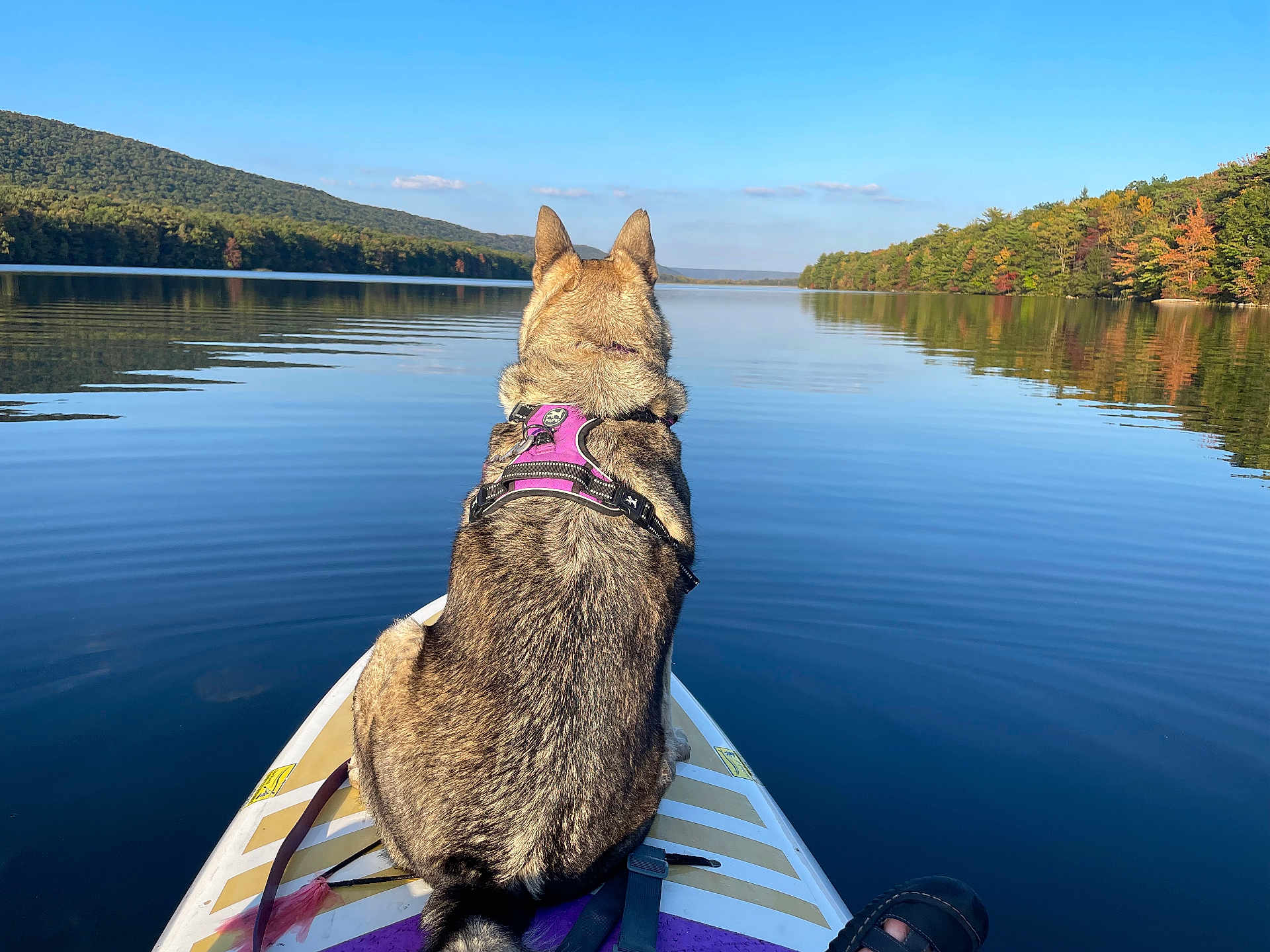 Sable joined the competition — help win amazing prizes! dog, paddleboard, lake, water, forest, trees, nature, outdoor, calm, reflection, sky, harness, animal, scenic, blue_sky, peaceful, summer, adventure, pet, vacation