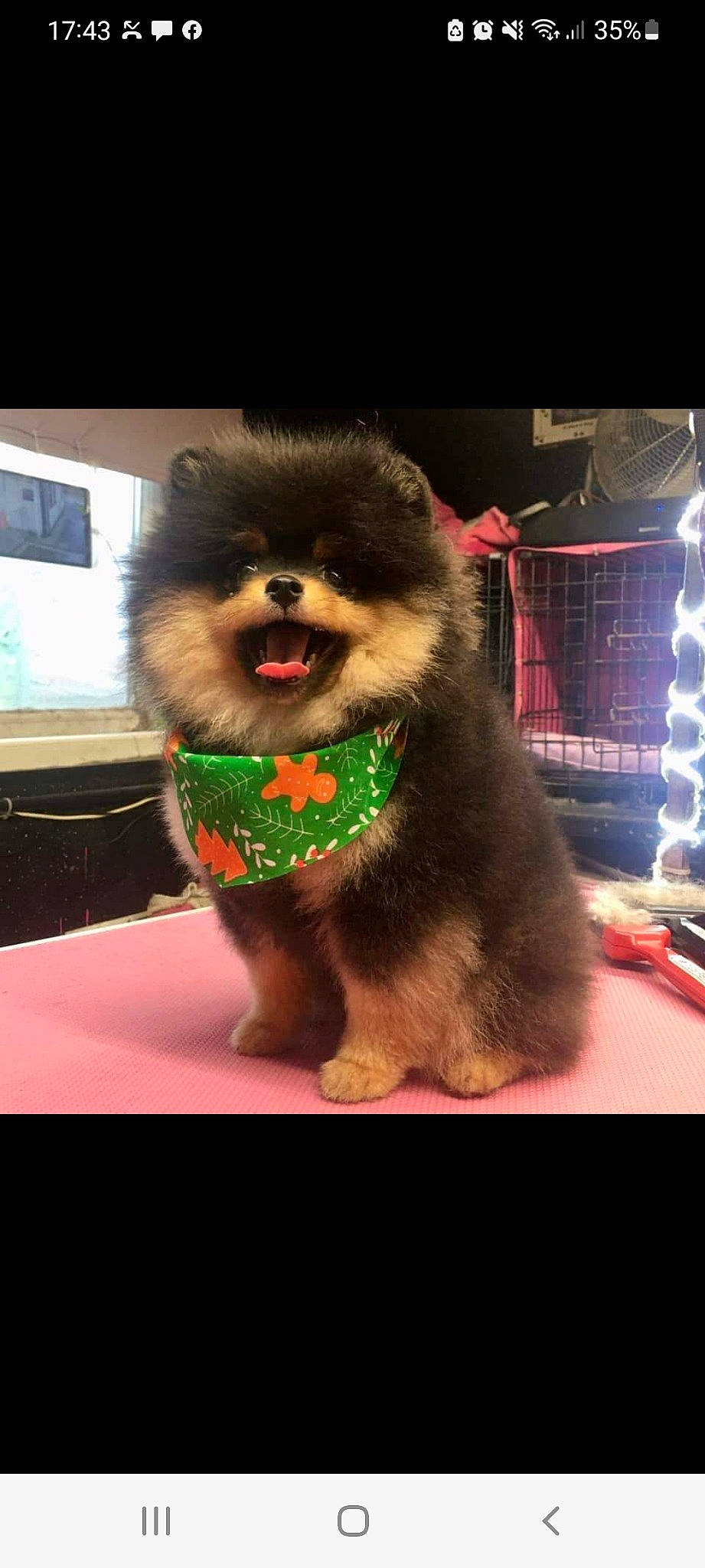 King-kong is registered to the contest to win money with this photo: ancient_dog_breeds, canidae, carnivore, companion_dog, dog, dog_breed, event, fur, non_sporting_group, snout, sporting_group, terrestrial_animal, toy, toy_dog, working_animal, working_dog