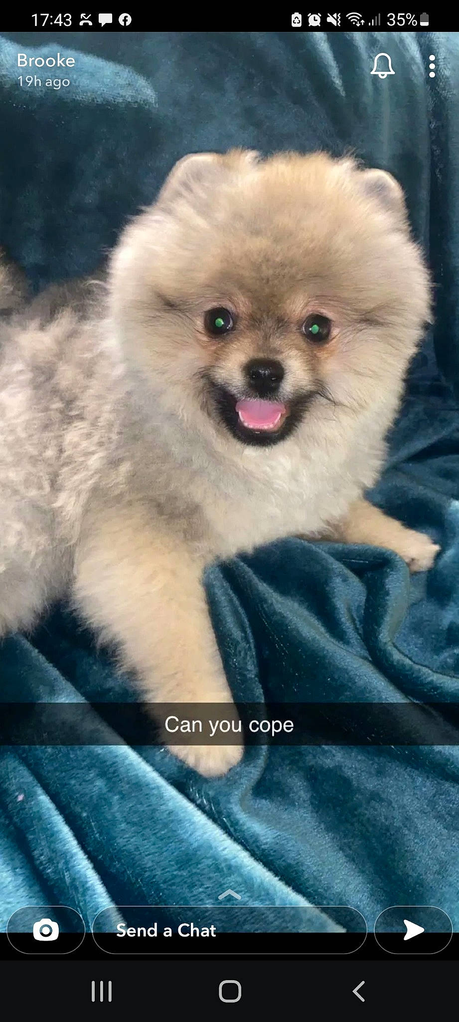 Zeus is registered to the contest to win money with this photo: ancient_dog_breeds, canidae, carnivore, companion_dog, dog, dog_breed, ear, electric_blue, fawn, fur, magenta, maltepoo, non_sporting_group, smile, snout, spitz, sporting_group, toy_dog, whiskers, working_animal