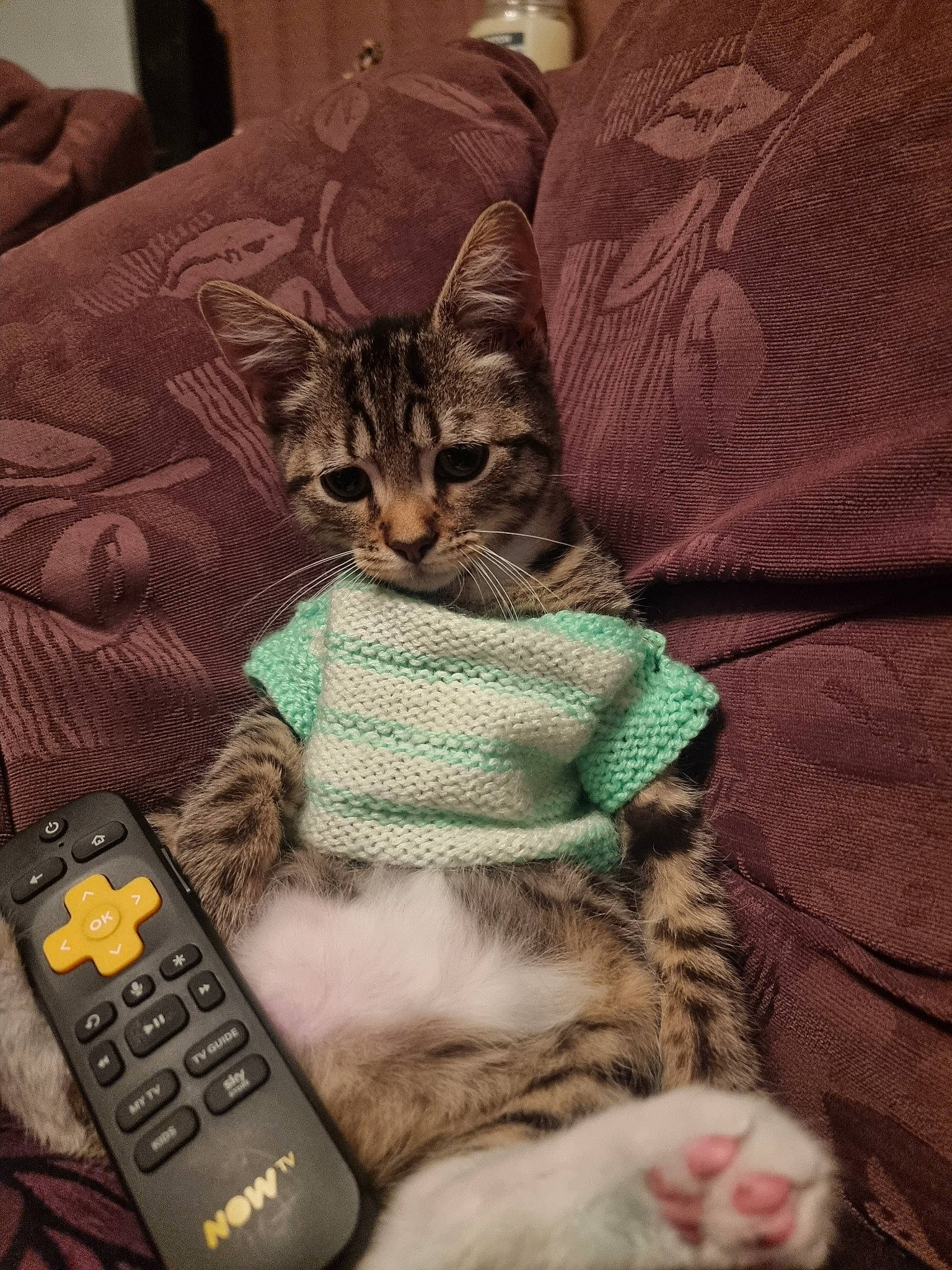 Hiddled is registered to the contest to win money with this photo: carnivore, cat, claw, comfort, communication_device, domestic_short_haired_cat, felidae, fur, gadget, grey, human_leg, lap, measuring_instrument, paw, sitting, small_to_medium_sized_cats, tail, thigh, whiskers, wrist