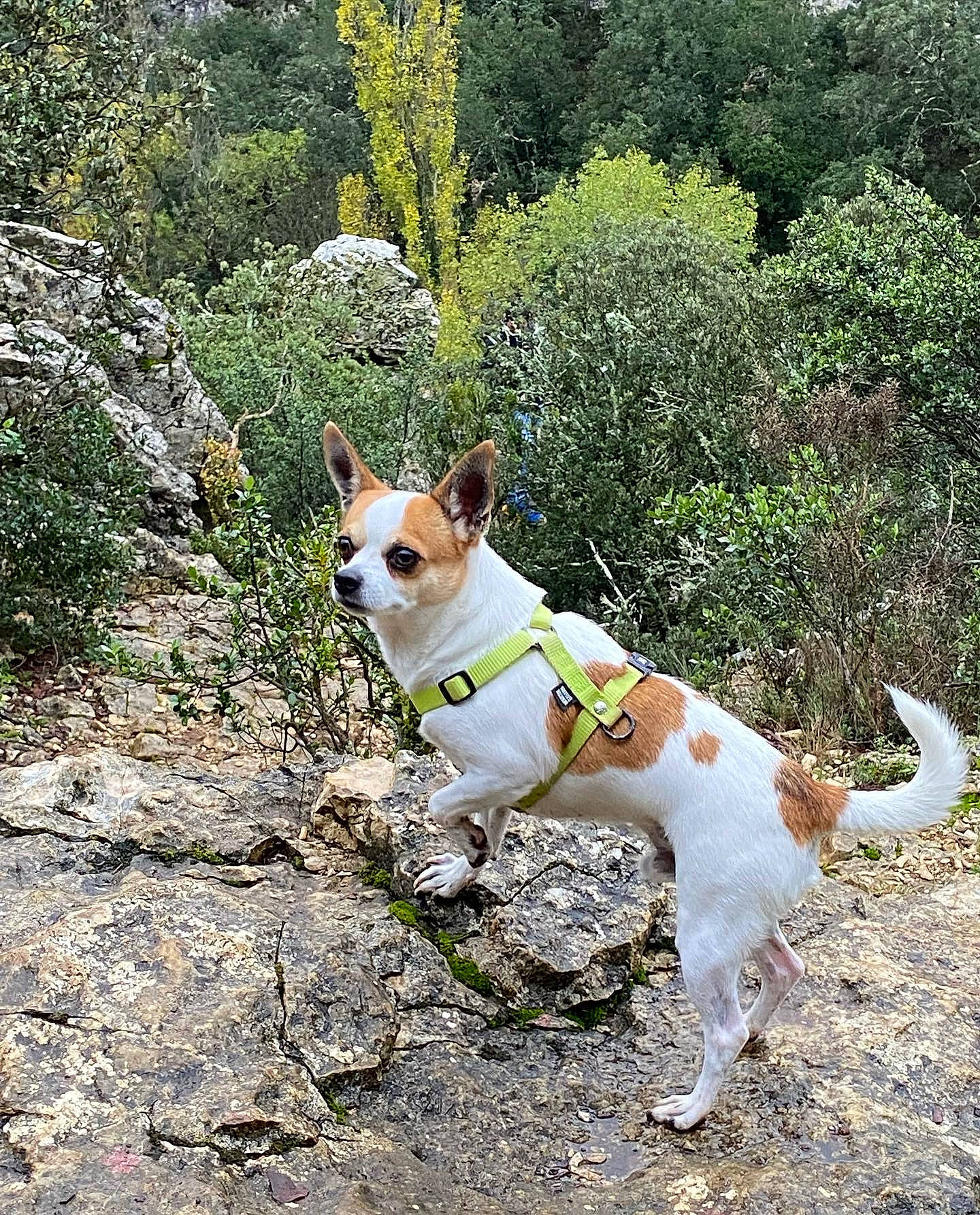 Poopy a rejoint le concours — aidez-le/la à gagner de superbes lots ! adventure, canidae, carnivore, collar, companion_dog, dog, dog_breed, dog_collar, dog_supply, fawn, grass, leash, pet_supply, plant, snout, tail, terrestrial_animal, terrier, tree, working_animal