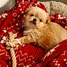 animal, blanket, comfortable, cozy, curious, cute, dog, fluffy, fur, indoor, laying_down, pet, puppy, red_blanket, resting, rope, small_dog, toy, warm, white_pattern