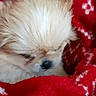 Cracotte Biscotte a rejoint le concours — aidez-le/la à gagner de superbes lots ! animal, blanket, close_up, cozy, cream_color, cute, dog, domestic_animal, fluffy, fur, indoor, patterned_blanket, pet, puppy, red_blanket, resting, sleepy, snug, soft_texture, warm