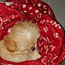 Cracotte Biscotte participe au concours pour gagner de l'argent avec cette photo : animal, blanket, comfort, cozy, cute, dog, domestic_animal, fluffy, fur, indoors, pet, puppy, red_blanket, resting, sleepy, small_dog, snuggled, soft, warm, wrapped