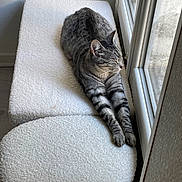 Mochi a rejoint le concours — aidez-le/la à gagner de superbes lots ! cat, tabby, stretching, indoor, window, daylight, relaxed, feline, pet, white_surface, cozy, resting, animal, soft_texture, home, sunlight, quiet, peaceful, fur, paw