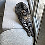 cat, tabby, stretching, indoor, window, daylight, relaxed, feline, pet, white_surface, cozy, resting, animal, soft_texture, home, sunlight, quiet, peaceful, fur, paw