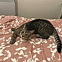 Mochi a rejoint le concours — aidez-le/la à gagner de superbes lots ! cat, tabby, bed, blanket, floral_pattern, indoor, pet, animal, feline, curious, whiskers, ears, tail, striped, cute, resting, looking, domestic, cozy, mammal