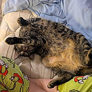 Charlie is registered to the contest to win money with this photo: tabby_cat, cat, pet, mattress, bedding, blanket, pajamas, pajama_pants, cartoon_pattern, stretching, lying_down, relaxed, indoor, cozy, playful, animal, fur, whiskers, claws, curious