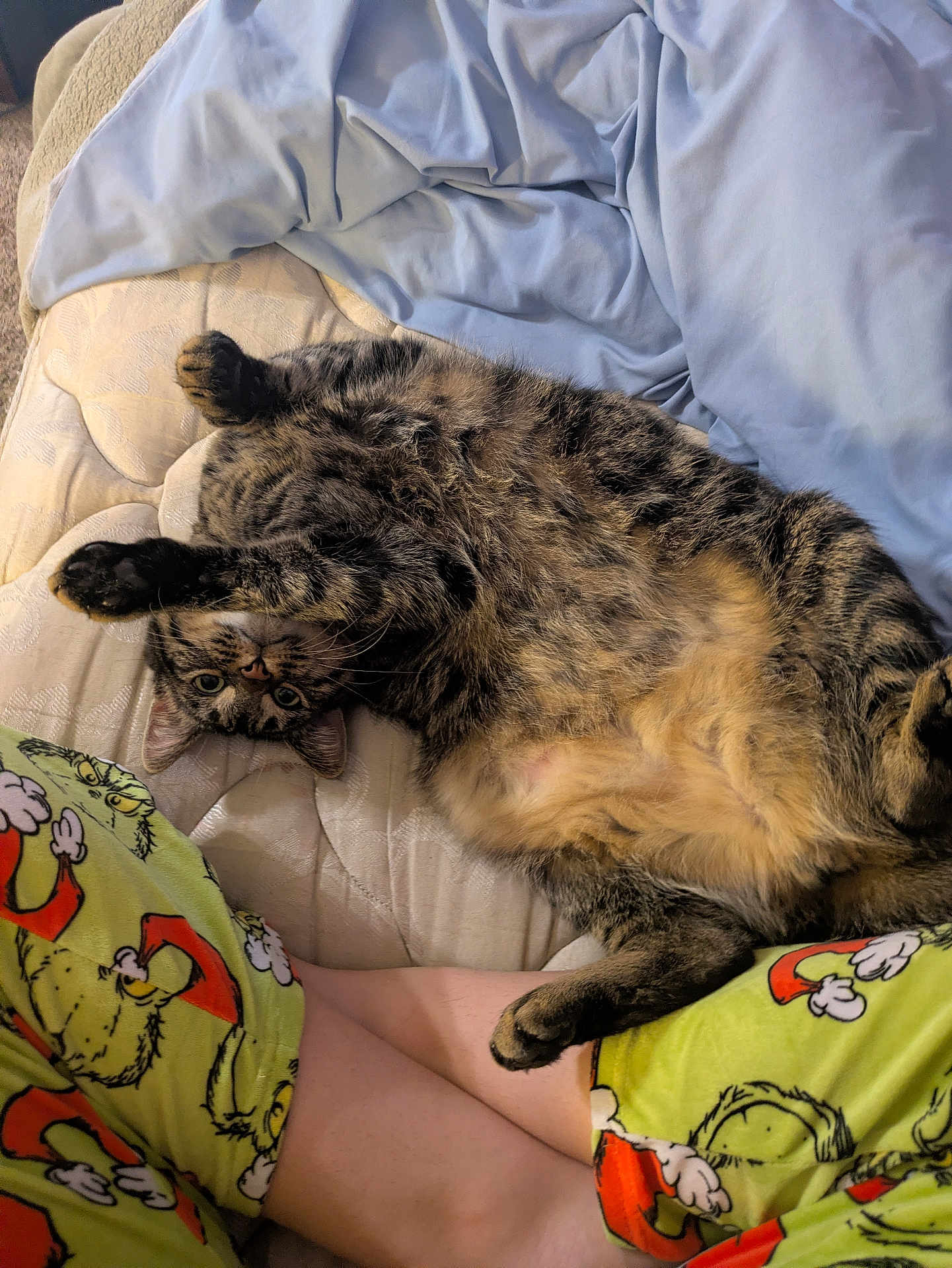 Charlie is registered to the contest to win money with this photo: tabby_cat, cat, pet, mattress, bedding, blanket, pajamas, pajama_pants, cartoon_pattern, stretching, lying_down, relaxed, indoor, cozy, playful, animal, fur, whiskers, claws, curious