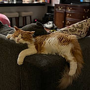 Finn is registered to the contest to win money with this photo: cat, orange_cat, white_cat, fluffy_cat, lounging, relaxed, couch, furniture, indoor, living_room, pillow, blurred_background, domestic_animal, pet, sleepy, resting, cozy, home, soft_light, tail