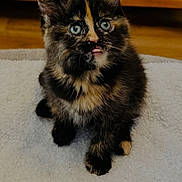 Nala is registered to the contest to win money with this photo: kitten, cat, tortoiseshell, blue_eyes, tongue_out, fluffy, pet, indoor, blanket, white_blanket, wooden_furniture, heart_decoration, cute, small, animal, fur, sitting, portrait, young, domestic_cat