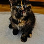 kitten, cat, tortoiseshell, blue_eyes, tongue_out, fluffy, pet, indoor, blanket, white_blanket, wooden_furniture, heart_decoration, cute, small, animal, fur, sitting, portrait, young, domestic_cat