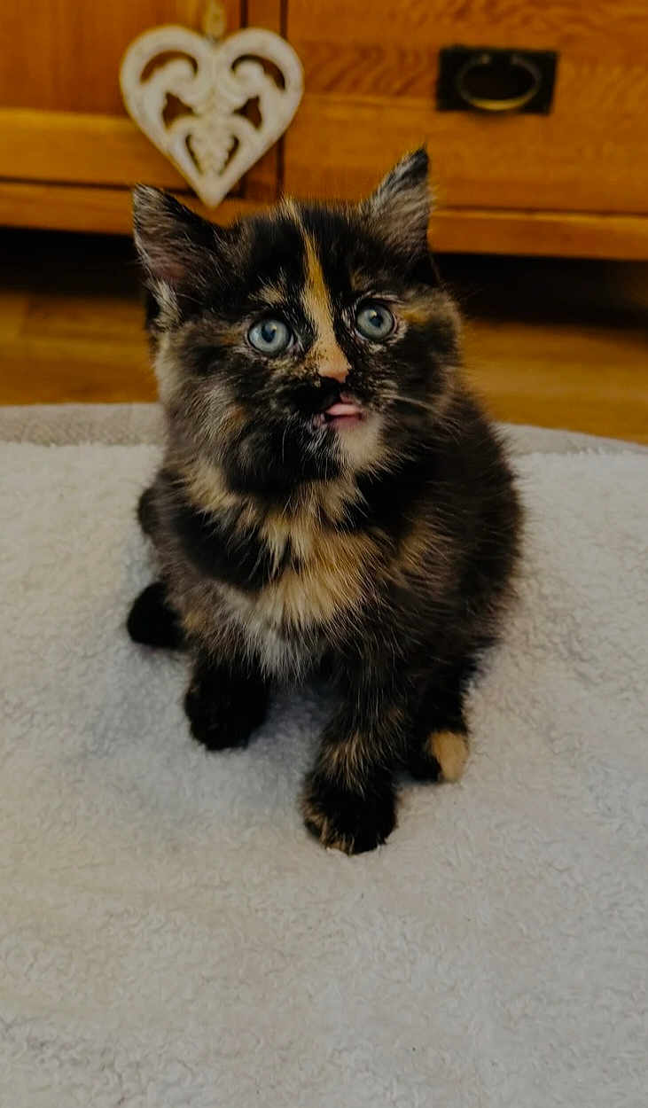 Nala