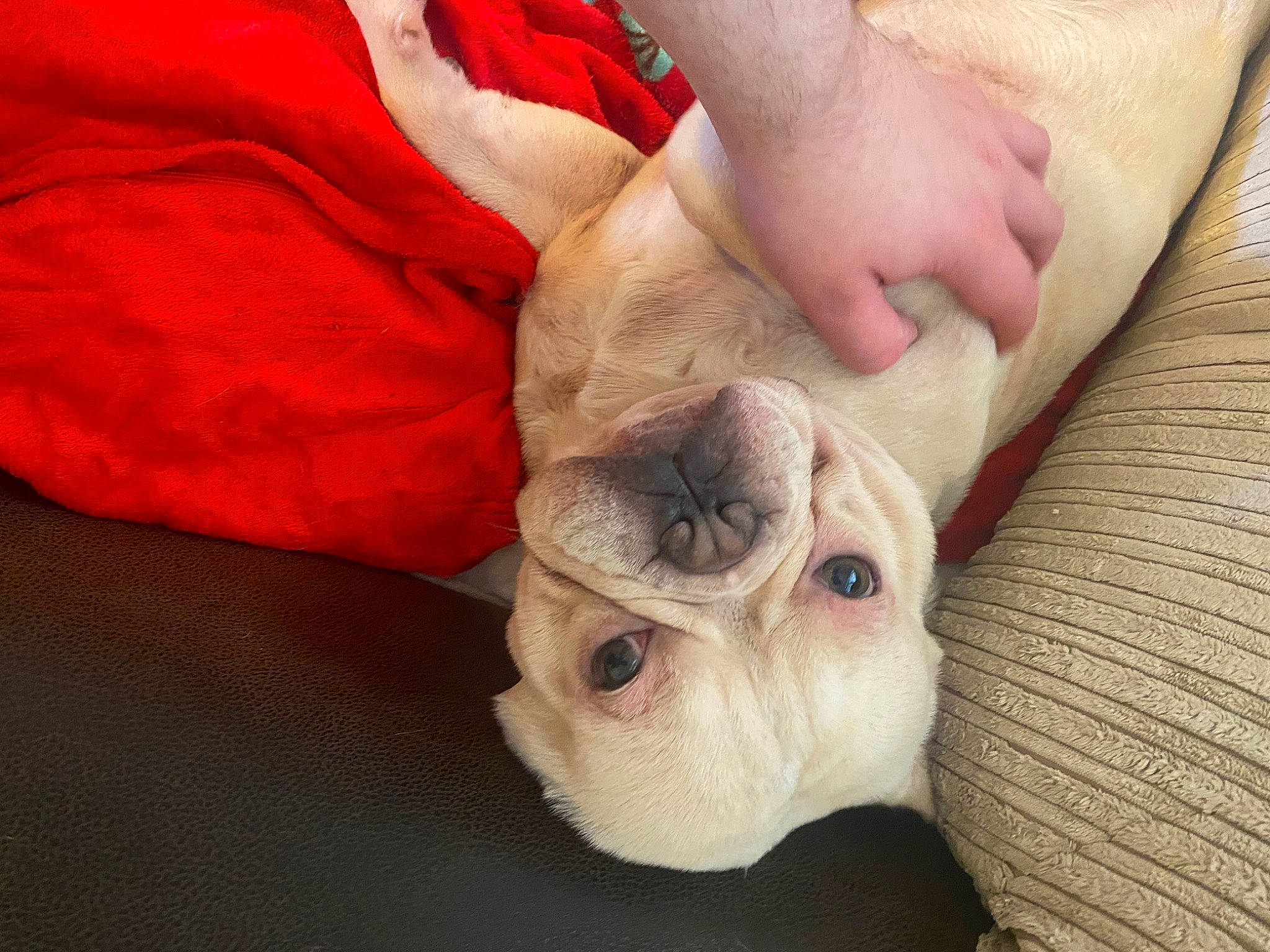 George joined the competition — help win amazing prizes! carnivore, comfort, companion_dog, dog, dog_breed, ear, fawn, felidae, finger, foot, gesture, hand, nail, skin, small_to_medium_sized_cats, toy_dog, whiskers, wood, working_animal, wrinkle