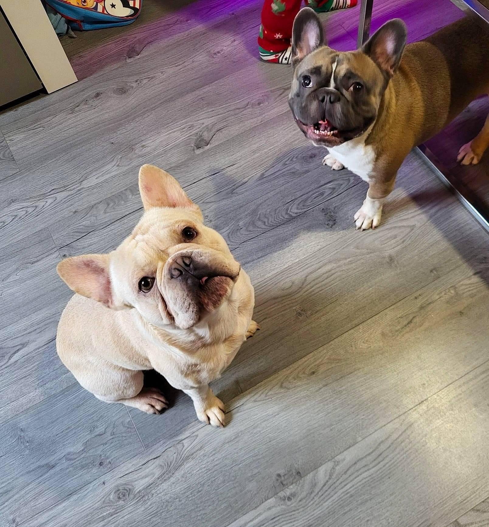 George is registered to the contest to win money with this photo: bulldog, carnivore, comfort, companion_dog, dog, dog_breed, fawn, floor, flooring, hardwood, mammal, pug, snout, sporting_group, tail, toy_dog, vertebrate, wood, working_animal, wrinkle