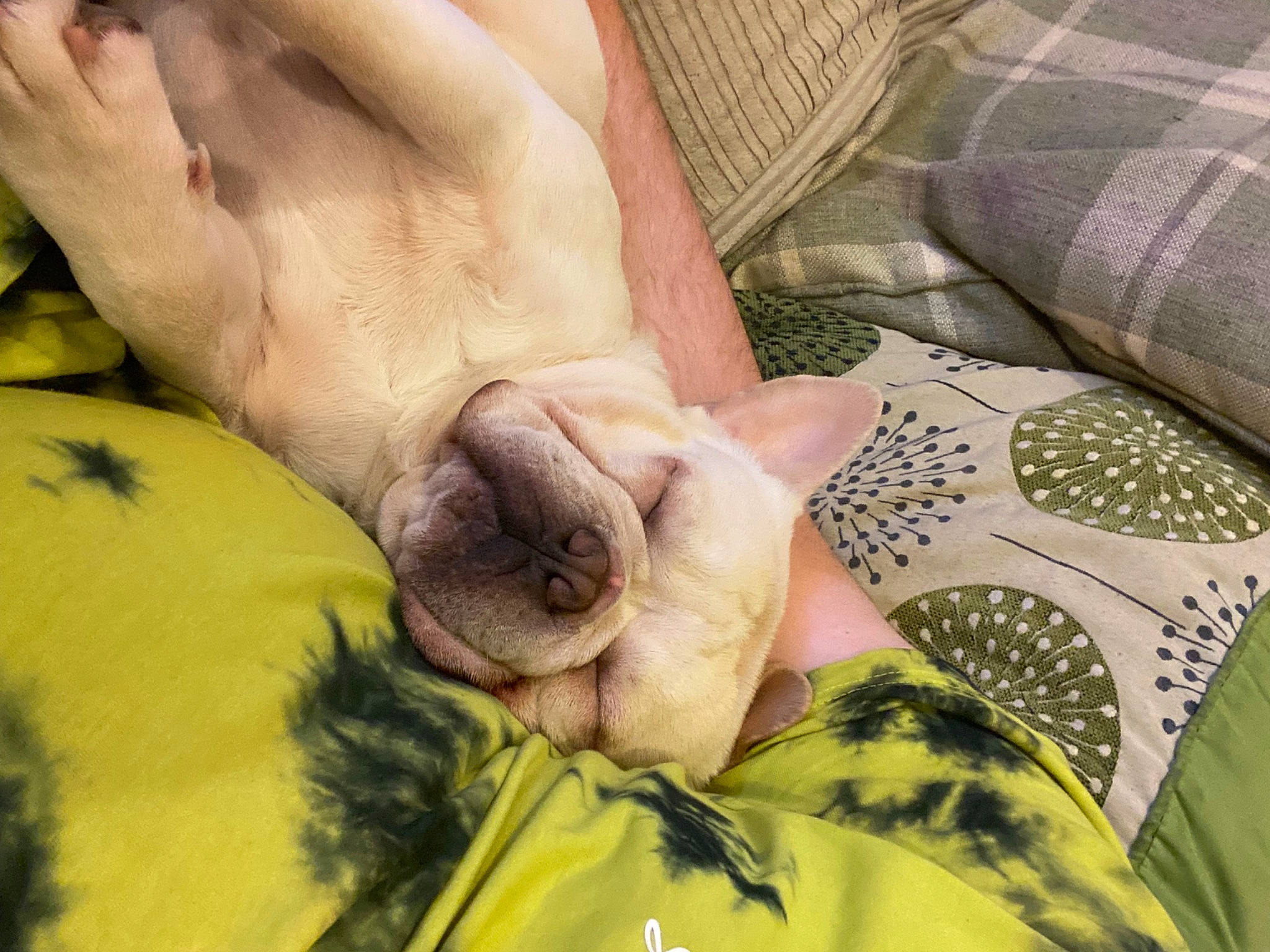 George is registered to the contest to win money with this photo: barefoot, carnivore, comfort, dog, fawn, felidae, finger, foot, gesture, grass, human_leg, linens, mammal, nail, pattern, thumb, whiskers, working_animal, wrinkle, wrist