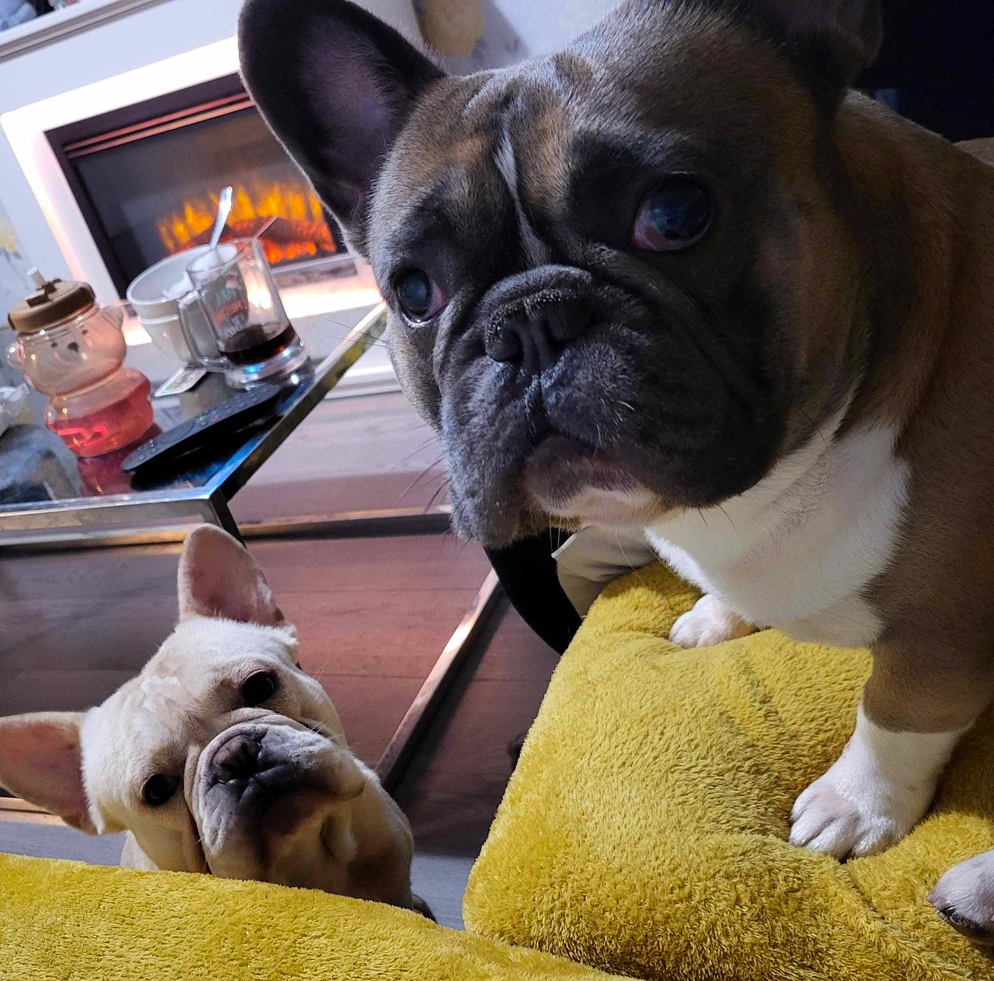 George is registered to the contest to win money with this photo: bulldog, canidae, carnivore, comfort, companion_dog, computer_keyboard, dog, dog_breed, ear, fawn, home_appliance, mammal, snout, sporting_group, terrestrial_animal, toy_dog, vertebrate, whiskers, working_animal, wrinkle