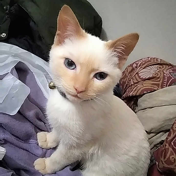 Snowball is registered to the contest to win money with this photo: abyssinian, angora, animal, blanket, cat, couch, cushion, furniture, homedecor, kitten, manx, pet, siamese